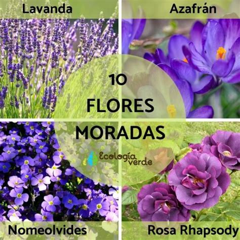 Details Imagen Flores Moradas Colgantes Abzlocal Mx