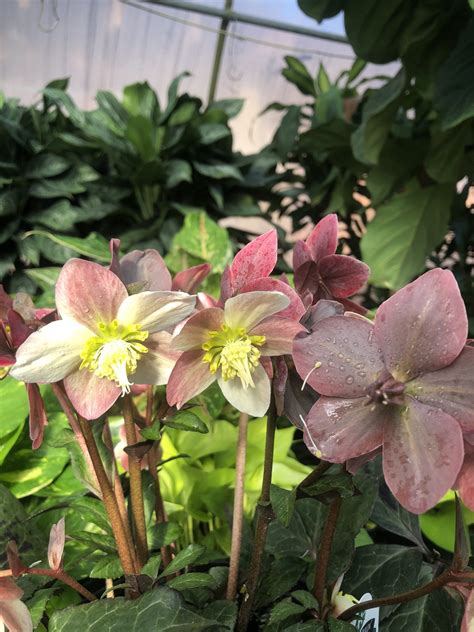 All About Hellebore The Lenten Rose Good Earth Garden Center