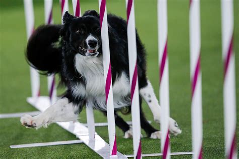 Border collie named Verb wins agility title at Westminster dog show. See pics | Trending