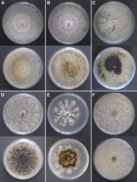 Colony Characteristics Of Monilinia Spp Grown On Pda In 12 H Light12