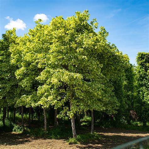 Acer Pseudoplatanus Leopoldii Pianta Adulta Vendita E Trasporto