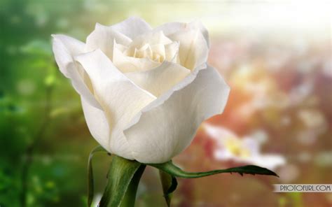 Beautiful White Roses Wallpaper Wallpapersafari