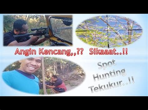 Nekat Hunting Saat Angin Kencang Spot Hunting Tekukur Jembo