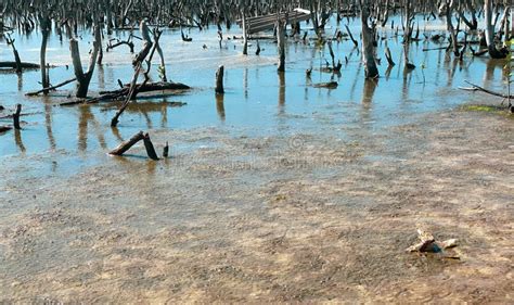 Destroyed Mangrove Forest Scenery Destroyed Mangrove Forest Is An Ecosystem Care Mangrove