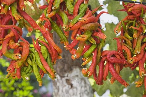 Selcuk Izmir Province Turkey Ephesus Strings Of Red And Green