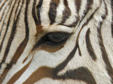 Zebra Eye Stripes Free Image Download