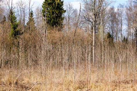 Naked Tree Branches In Early Spring With No Leaves On Grey Day Stock