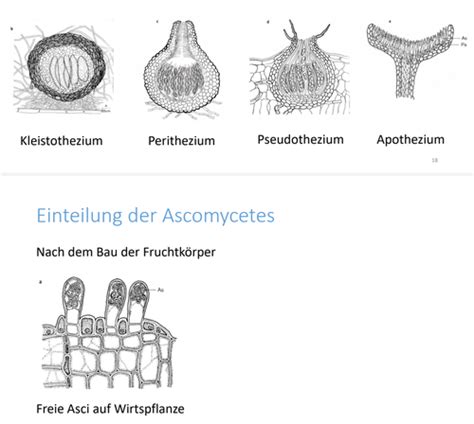 Phytomedizin Part Wei Rost Fungi Ascomycota Krankheiten Am Z B