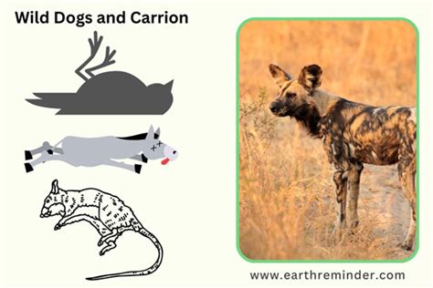 What Do Wild Dogs Eat? Vegetables Or Meat? | Earth Reminder