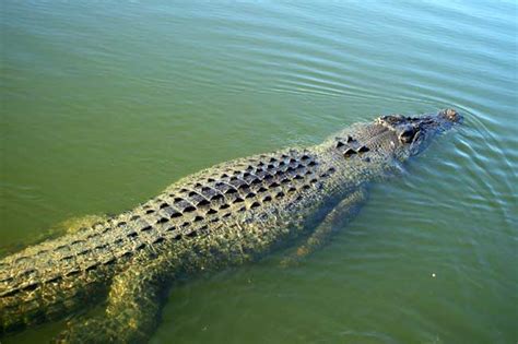 Photos Of Kakadu Australia Saltwater Crocodile