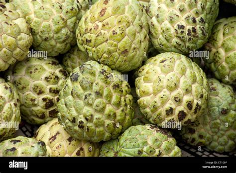 Heap Of Custard Apple Fruit Annona Squamosa Ozar Pune