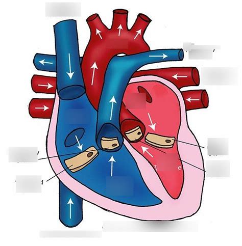 Circulatory System Diagram Quizlet