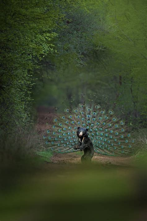 Nature inFocus Photography Awards 2019: The Winners | Nature inFocus