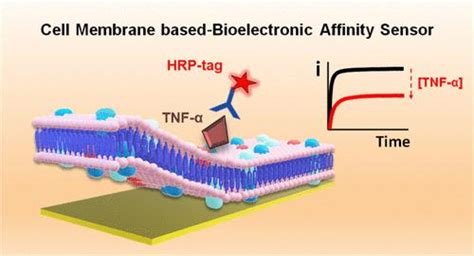 使用细胞膜作为识别层构建超灵敏和选择性的生物电子亲和传感器 Journal of the American Chemical Society