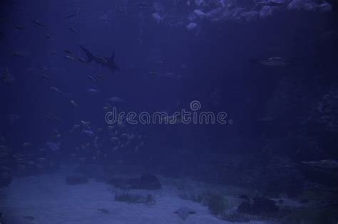 Exotic Marine Life In Natural Habitat Stock Photo Image Of Exotic
