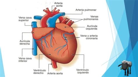 Mapa Conceptual De La Estructura Interna Y Externa Del Corazon 2021 Images