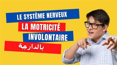 Système nerveux la motricité involontaire SVT 3ac YouTube