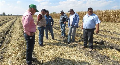 Nuevos Aprendizajes Para Cultivar Cebada Cimmyt Idp