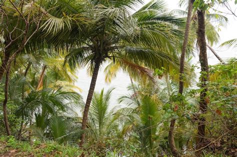 Premium Photo Green Palm Tree In Forest Of Tropical Rainforest