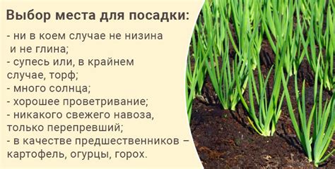 Лук севок в открытый грунт – когда и как сажать