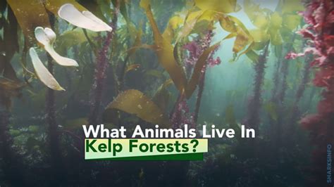 What Animals Live In Kelp Forests? – sharksinfo.com