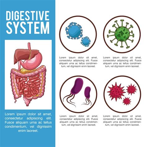 Infografía Del Sistema Digestivo Con Información Vector Premium