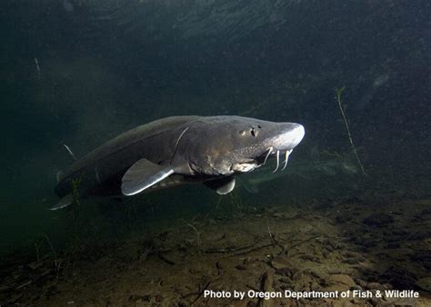 Sturgeon Sightings In The San Joaquin Basin FISHBIO Fisheries