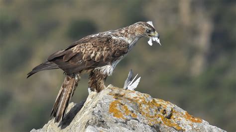 Aigle De Bonelli Femelle Jacques Dalmau Flickr