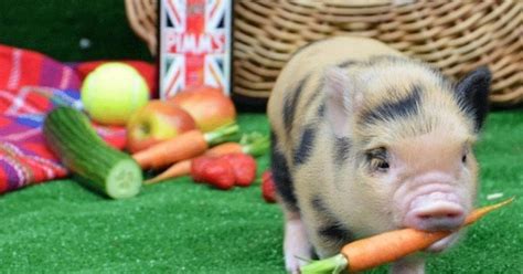 Mini Pigs. Qué debes de saber antes de comprar o tener uno