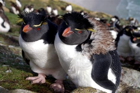 Fiordland-crested Penguin – "OCEAN TREASURES" Memorial Library