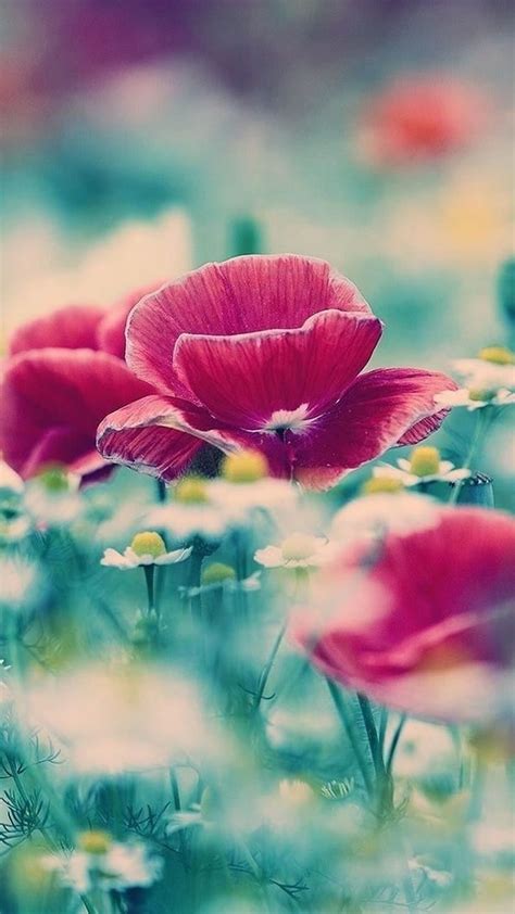 Blur Flowers Background Photos Hd | Best Flower Site