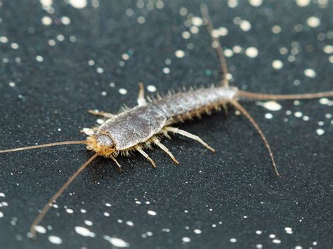 Silverfish Pest Identification Guide For Jacksonville Florida
