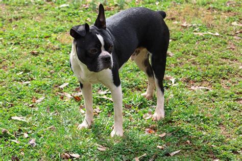 Boston Terrier Donner Adoption Et Rescues Qu Bec