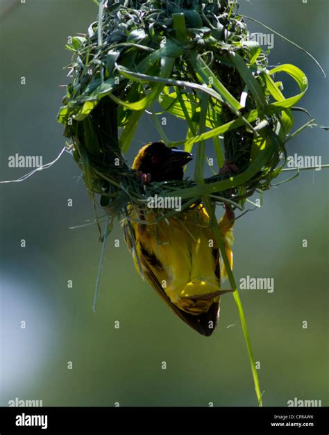 Weaver Bird Building Nest High Resolution Stock Photography And Images