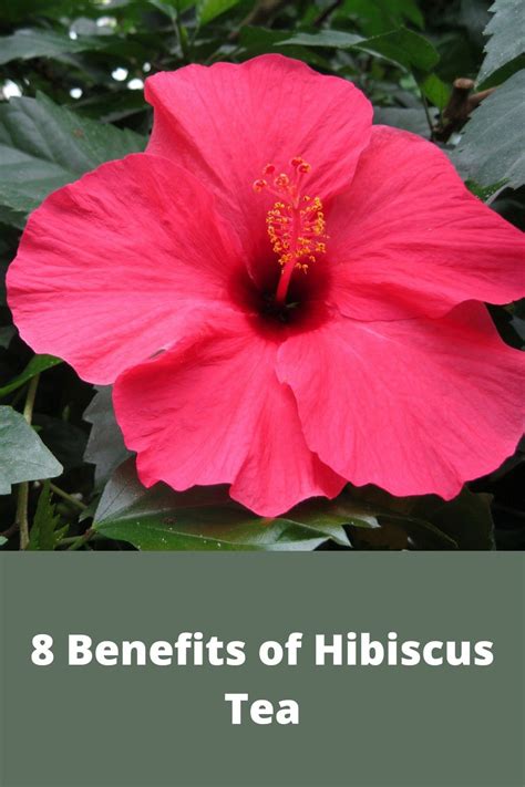 Health Benefits Of Hibiscus Artofit