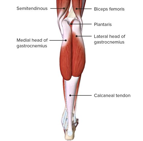 Ankle Joint Anatomy Concise Medical Knowledge