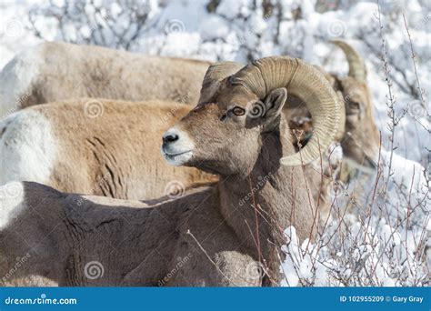 Bighorn Ram In The Snow Colorado Rocky Mountain Bighorn Sheep Stock