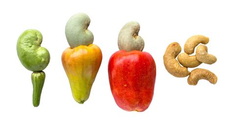 Cashew Apple In Hindi - Fruits Name