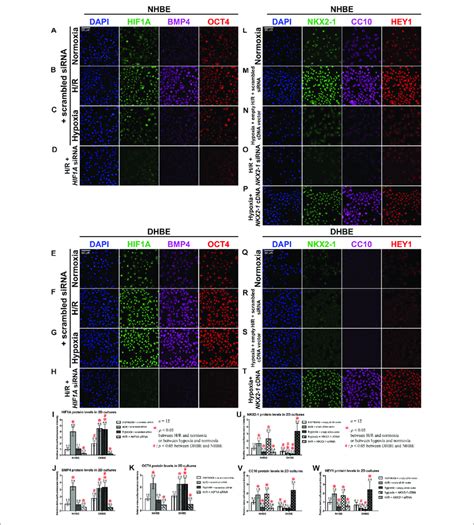 Colocalization And Concordant Regulation Of The Immunofluorescence