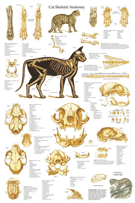 Skeletal Anatomy of the Domestic Cat Poster