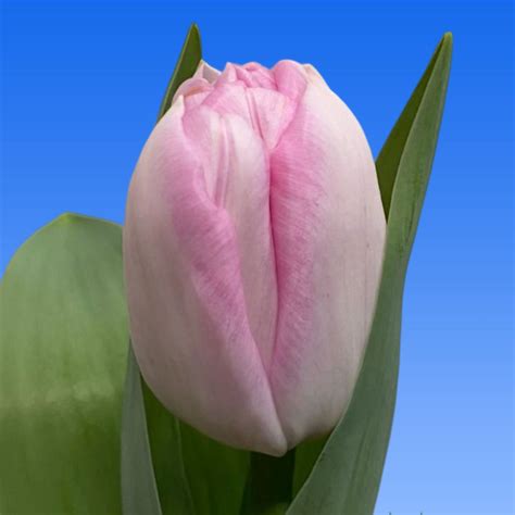 Tulp Obsession Borst Bloembollen