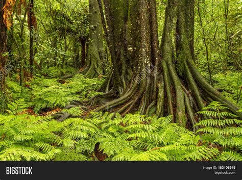 Lush Green Foliage Image And Photo Free Trial Bigstock