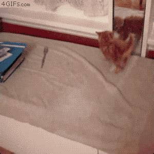 Cat Mirror GIF - Find & Share on GIPHY