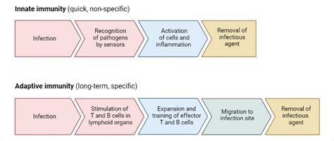 What is the Immune system? The immune system is the complex network of ...