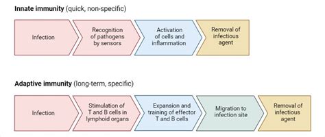 Innate Immunity Vs Acquired Immunity Definition Types Examples In