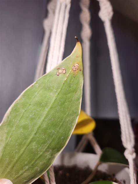Hoya Latifolia Macrophylla Rhoyas