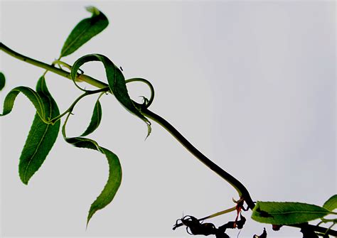 Banco De Imagens Natureza Ramo Plantar Folha Flor Folhagem