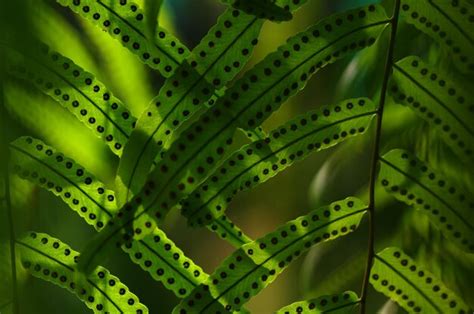 Premium Photo A Green Leaf With Holes In It