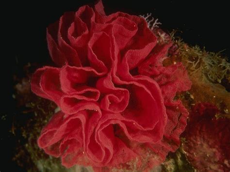 Download Fish Reef Nature Ocean Animal Coral HD Wallpaper