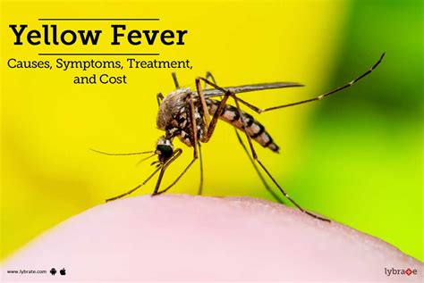 Yellow Fever: Causes, Symptoms, Treatments And More